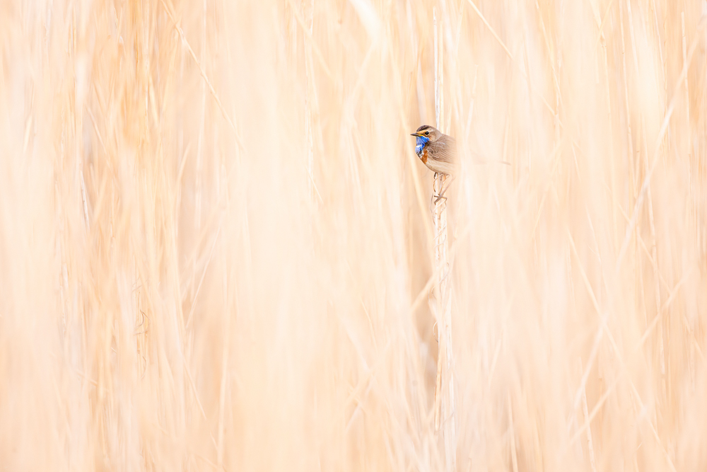 Blaukehlchen